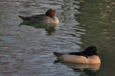 Goosander Annecy.jpg