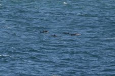 20191008 (8)_Harbour_Porpoise.JPG