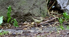 IMG_9088 Northern Waterthrush @ Bogota Botanic Gdns.jpg