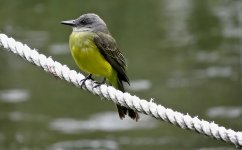 IMG_9096 Tropical Kingbird @ Bogota Botanic Gdns.jpg