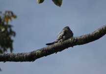 IMG_9097 Nighthawk sp @ Bogota Botanic Gdns.jpg