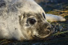 20191130 (15)_Grey_Seal.JPG