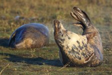 20191130 (21)_Grey_Seal.JPG