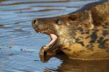 20191130 (50)_Grey_Seal.JPG