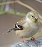 a-gold-finch-first-try.jpg