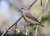 Crossbill_4502.jpg