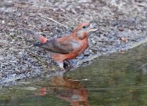 Crossbill_4596.jpg