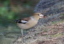 Hawfinch_4499.jpg