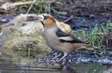 Hawfinch_4511.jpg