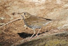 Song Thrush_4620.jpg