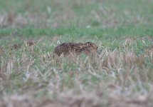 Brown Hare.JPG