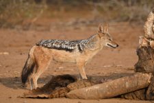 Black Backed Jackal.JPG