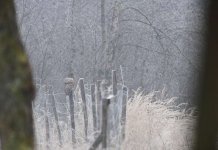 ural owl.jpg