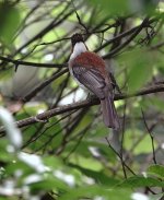 DSC00626 Chestnut Bulbul @ Ng Tung Chai.jpg