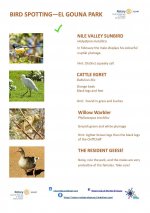 Bird Identification Guide - El Gouna Park - Page 4.jpg