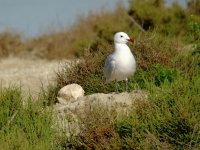 Audouin's Gull_1024.jpg