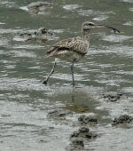 DSC01803 wobbly Whimbrel @ Yi O.jpg