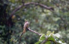 DSC00665 Mountain Bulbul @ Ng Tung Chai.jpg