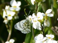 Orange-tip butterfly (female).JPG