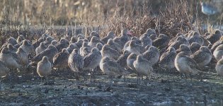 IMG-9475 Marbled Godwits @ Oakland.JPG