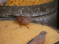 house bunting (Emberiza sahari)  05.jpg