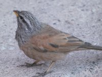 house bunting (Emberiza sahari)  18.jpg