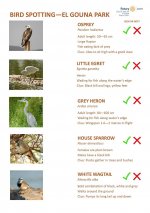 Bird Identification Guide - El Gouna Park Page 1.jpg