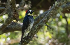 Acorn Woodpecker.jpg