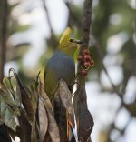 Long-tailed Silky Flycatcher.jpg