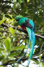 Resplendent Quetzal.jpg