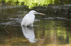 Little Egret 26th January 2020.jpg