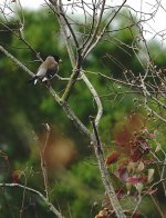 DSC00759 Chinese Grosbeak @ Pui O.jpg