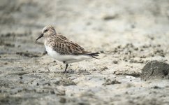 IMG_6769 Red-necked Stint @ Shui Hau.JPG