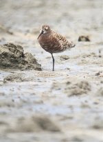 IMG_2159 Curlew Sandpiper @ Shui Hau.jpg