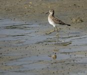 DSC06889 Sharp-tailed Sandpiper@ Shui Hau.jpg