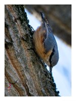 Vienna%20-%20Nuthatch%20_KSH3790%20Border%20%26%20Logo-X3.jpg