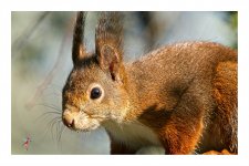 Vienna%20-%20Red%20Squirrel_KSH3817%20Border%20%26%20Logo-X3.jpg