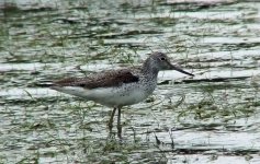 Greenshank.jpg