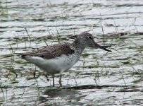 Greenshank-2.jpg