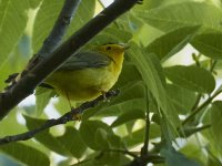 Wilson's Warbler.jpg