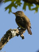 Eastern Wood Peewee.jpg