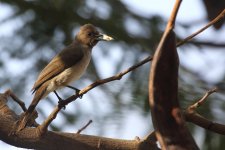 20200107 (1)_Common_Bulbul.JPG