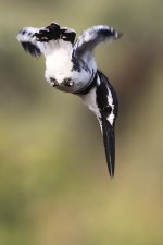 20200107 (5)_Pied_Kingfisher.JPG