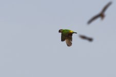 20200107 (8)_Senegal_Parrot.JPG