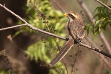 20200108 (8)_Yellow-billed_Shrike.JPG