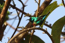 20200108 (14)_Beautiful_Sunbird.JPG