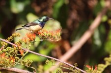 20200108 (18)_Variable_Sunbird.JPG