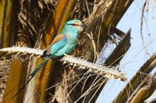 20200108 (23)_Abyssinian_Roller.JPG