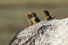 20200108 (27)_Yellow-billed_Oxpecker.JPG