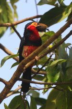 20200108 (38)_Bearded_Barbet.JPG